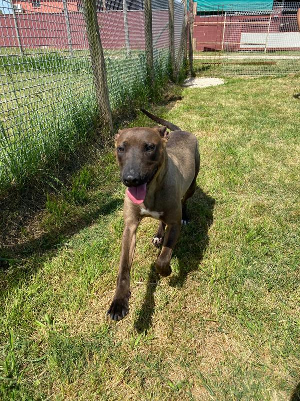 MALI dolce pastore malinois ❣️ Foto 3